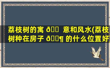 荔枝树的寓 🐠 意和风水(荔枝树种在房子 🐶 的什么位置好)